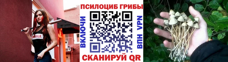 Галлюциногенные грибы Psilocybine cubensis как найти наркотики Малмыж